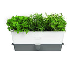 Conservateur Cole & Mason pour herbes fraiches en pot - 3 places