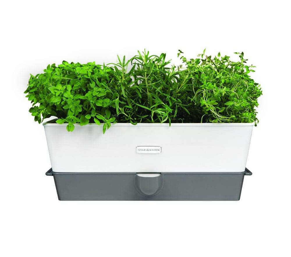 Conservateur Cole & Mason pour herbes fraiches en pot - 3 places